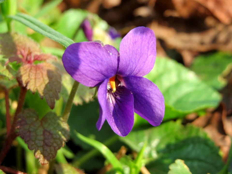 20150406Viola_odorata3