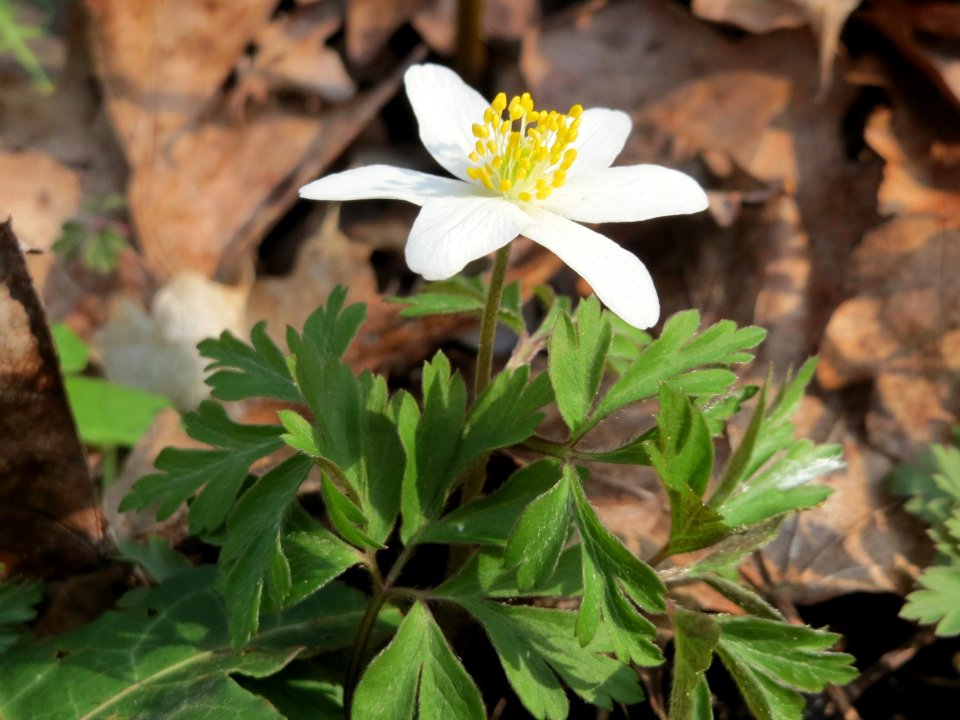 20150406Anemone_nemorosa2