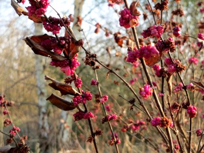 20150320Symphoricarpos_orbiculatus03