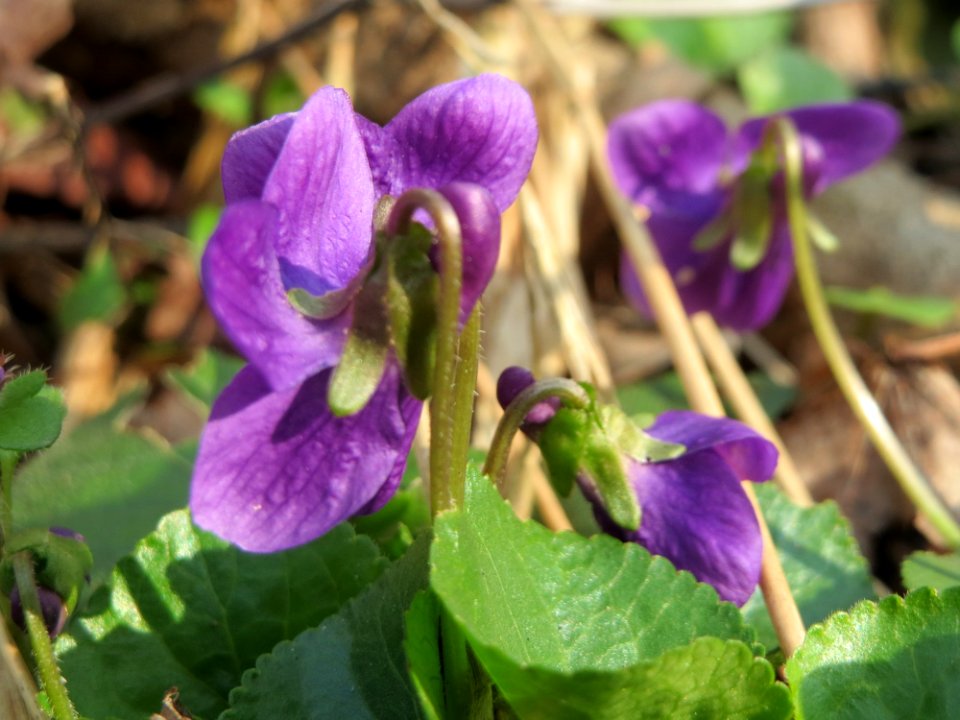20150406Viola_odorata2