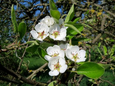 20150420Pyrus_communis4
