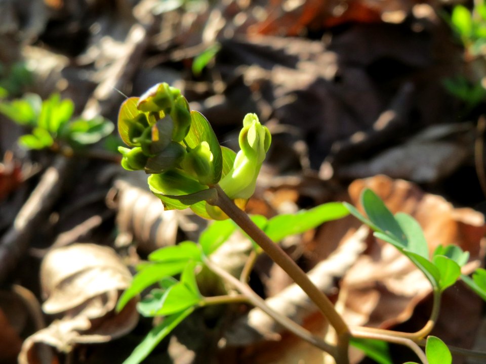 20150322Corydalis_cava3