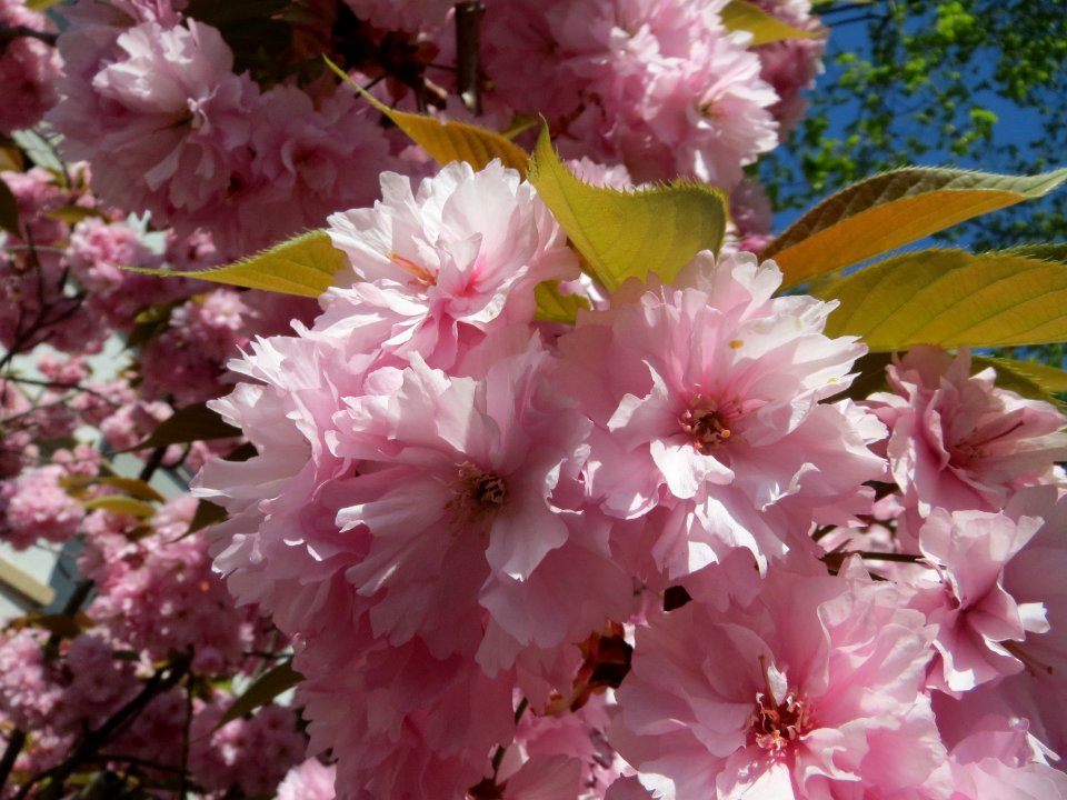20150420Prunus_serrulata2