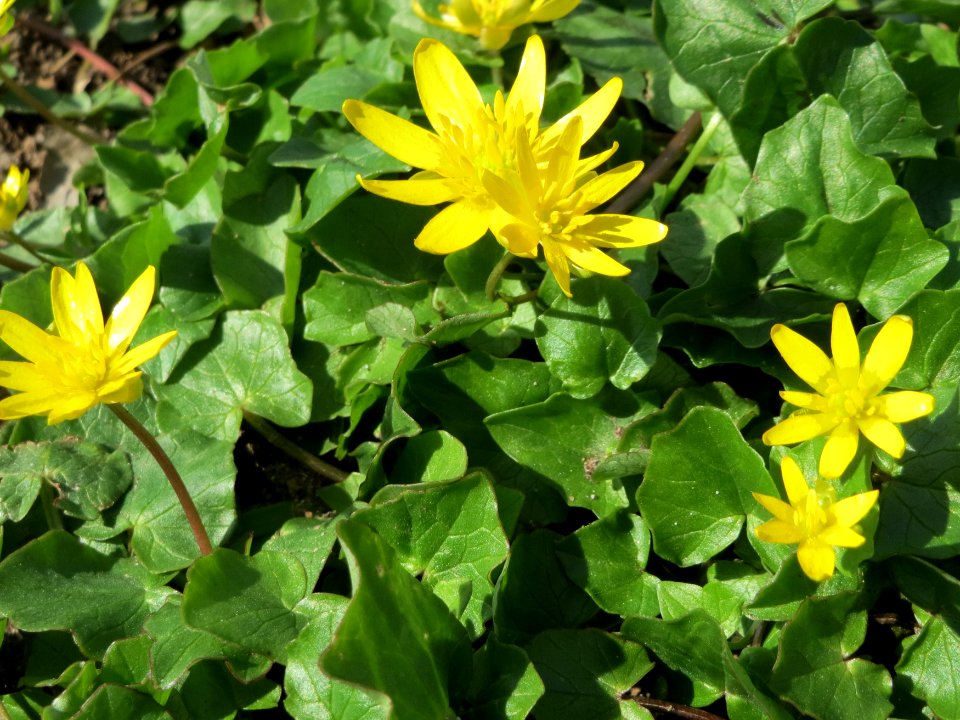 20150407Ficaria_verna1
