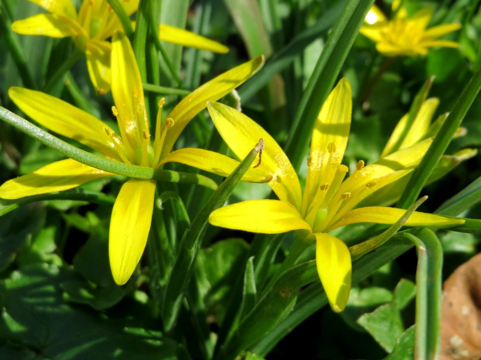 20150407Gagea_villosa1