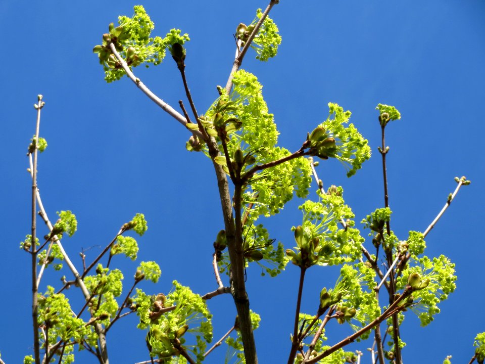 20150402Acer_platanoides2