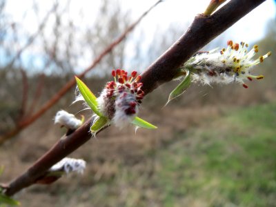 20150407Salix_purpurea1