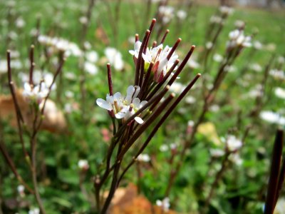 20150324Cardamine_hirsuta3
