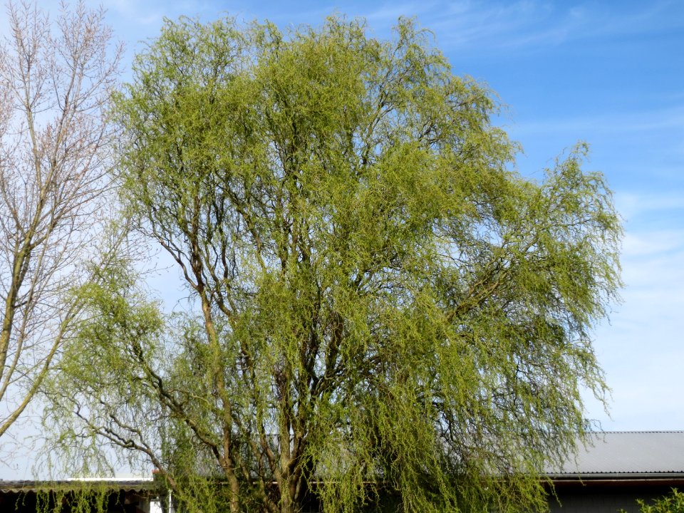 20150407Salix_matsudana_tortuosa2