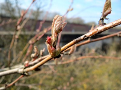 20150322Lonicera_xylosteum3