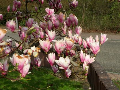 20150407Magnolia_x_soulangeana2