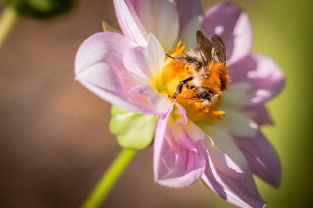 Bloom macro insect photo