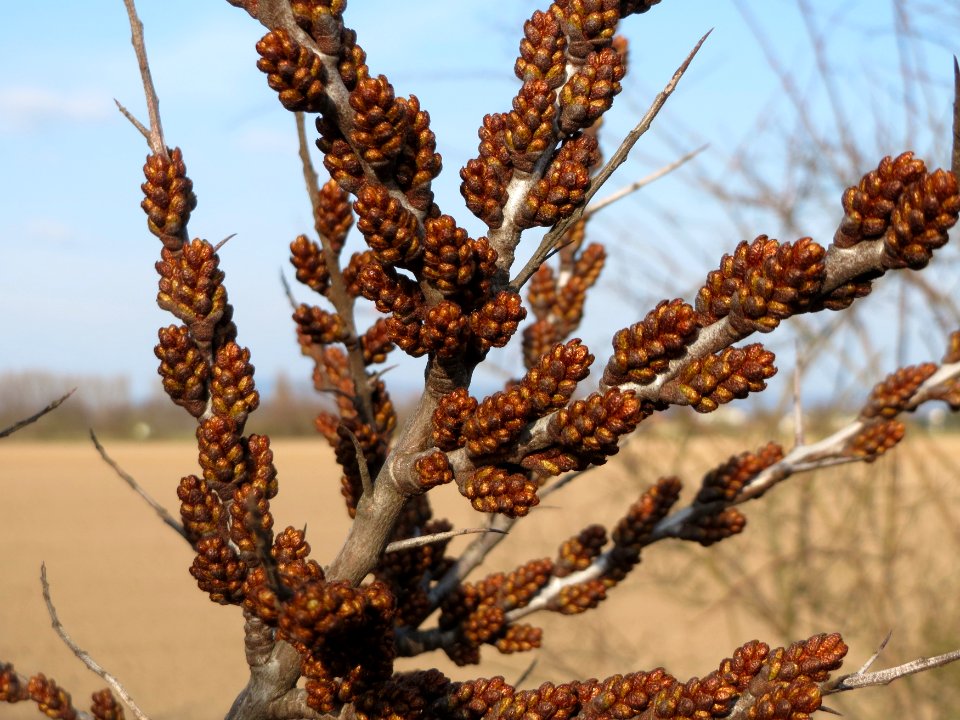 20150322Hippophae_rhamnoides5