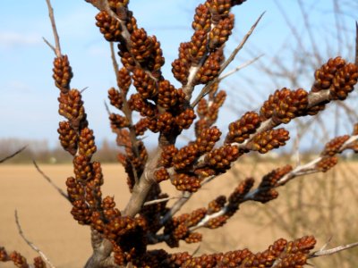 20150322Hippophae_rhamnoides5