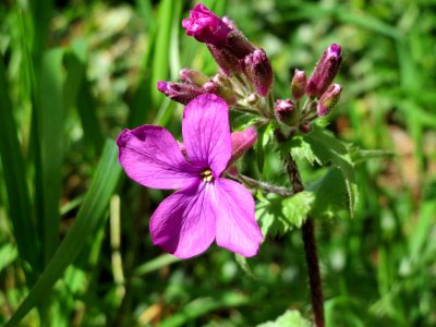 20150402Lunaria_annua3