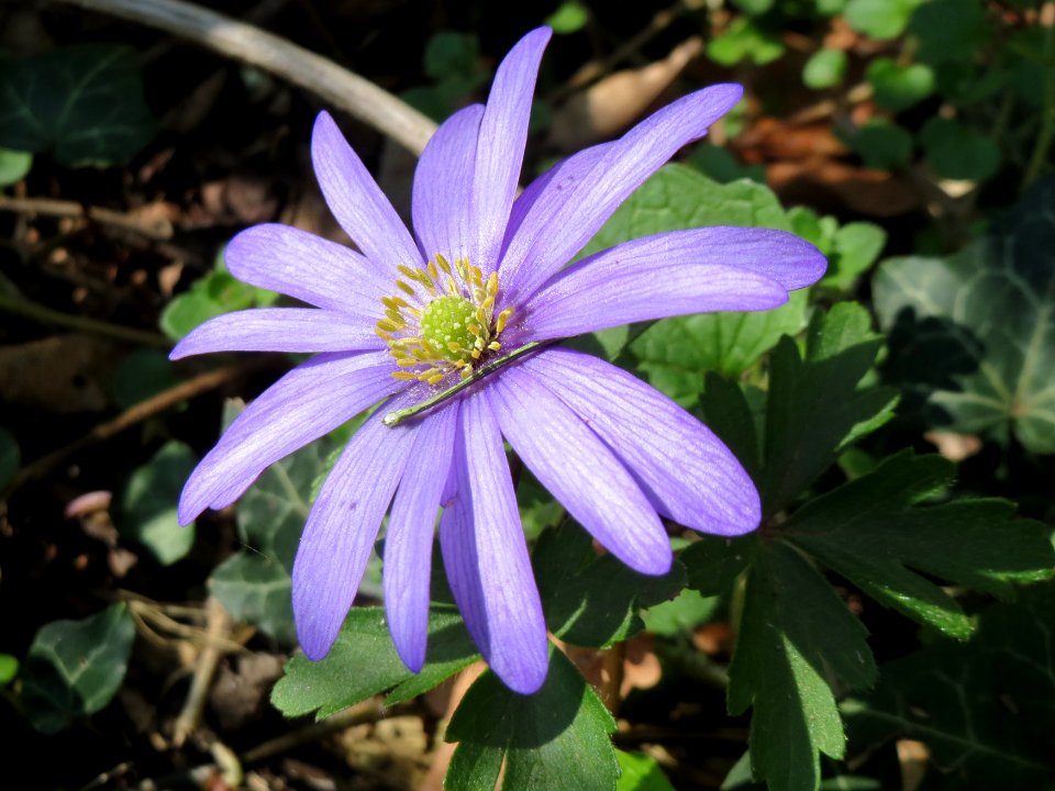 20150409Anemone_blanda3
