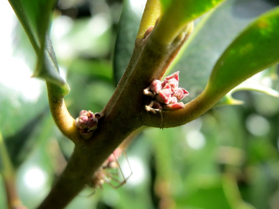 20150327Ilex_opaca6