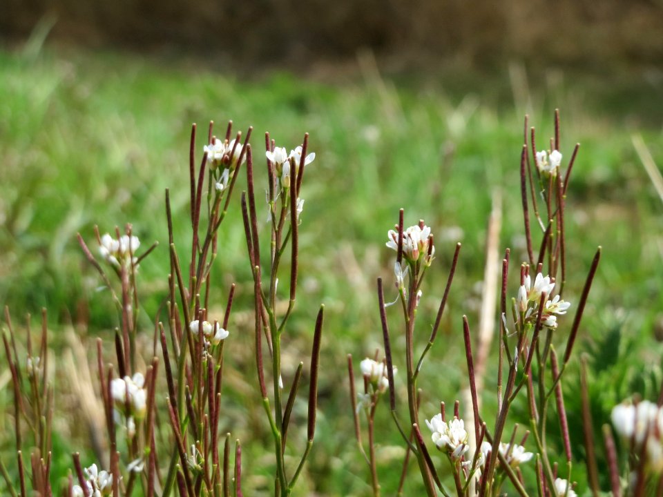 20150407Cardamine_hirsuta1