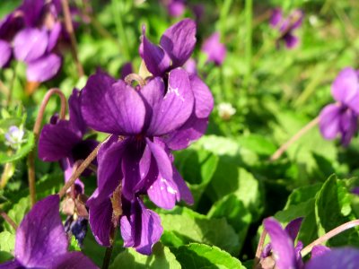 20150408Viola_odorata1