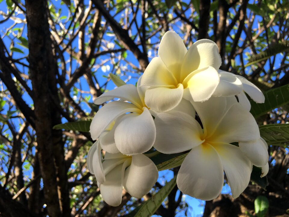 Valentine flower plumeria flower photo