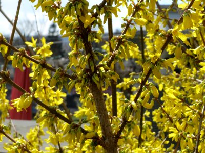 20150327Forsythia_x_intermedia3