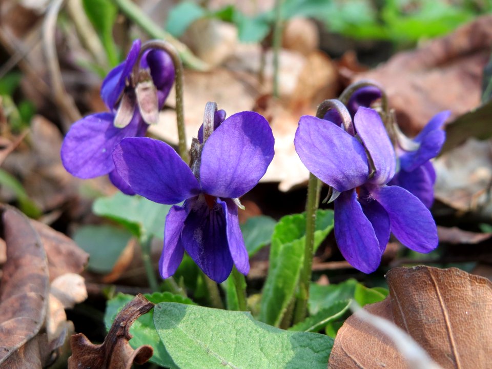 20150406Viola_odorata1