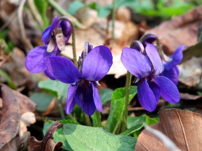 20150406Viola_odorata1