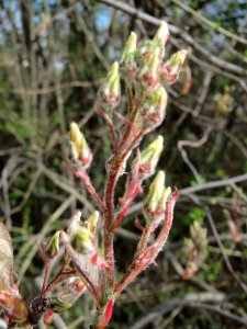 20150407Amelanchier_lamarckii4