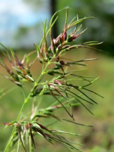 20150418Poa_bulbosa2