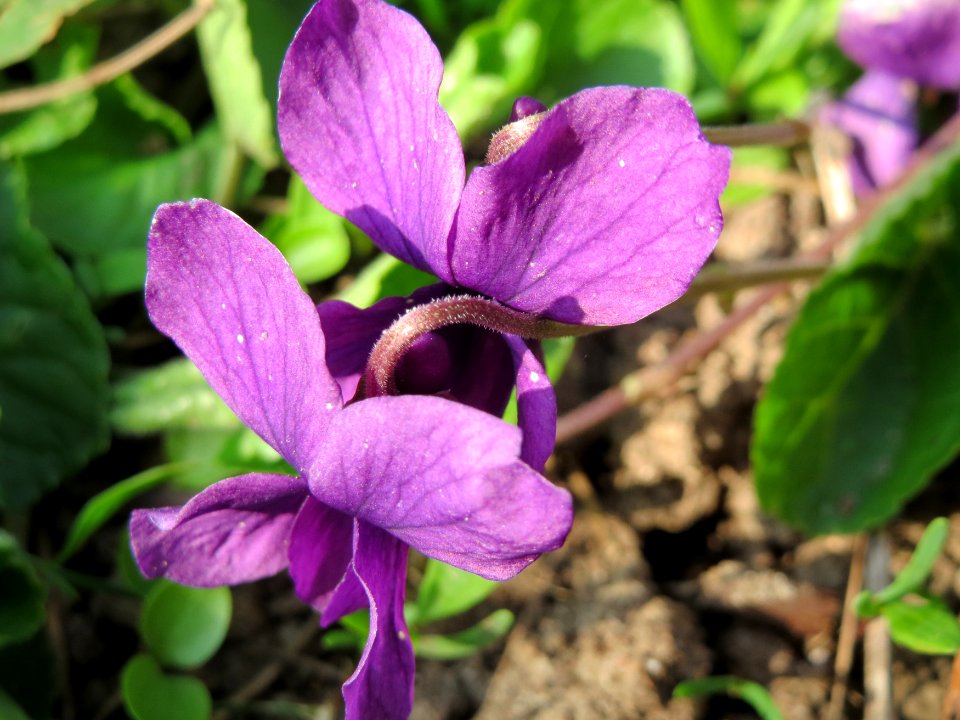 20150408Viola_odorata3