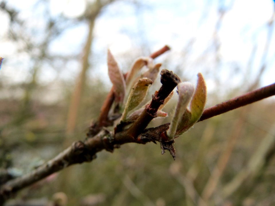 20150322Lonicera_xylosteum1