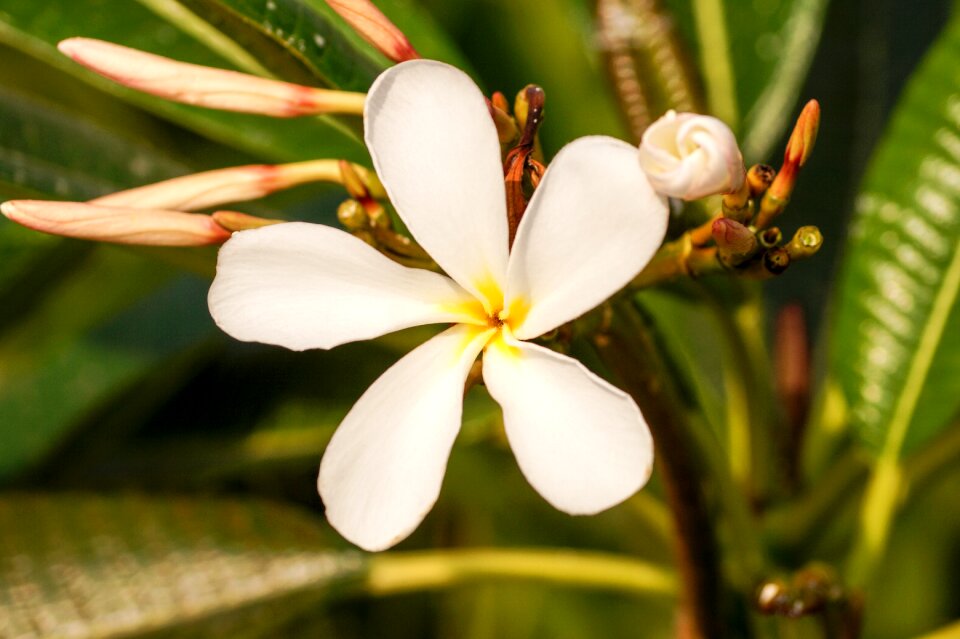 Five petal flower white flower star flower