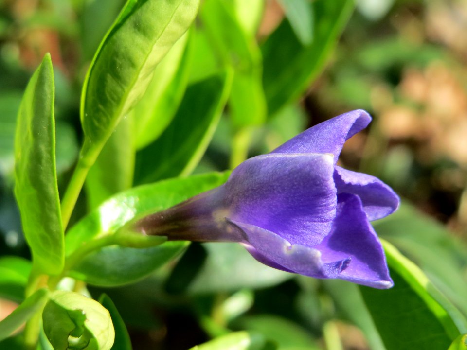 20150408Vinca_minor2