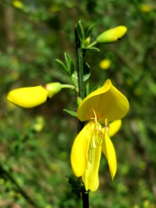 20150418Cytisus_scoparius1