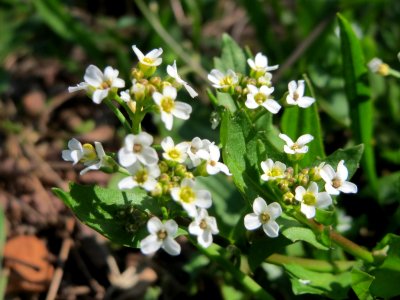 20150409Thlaspi_arvense