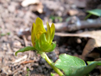 20150322Ficaria_verna2