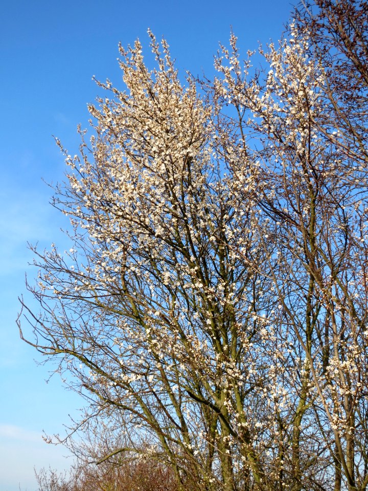 20150322Prunus_cerasifera3