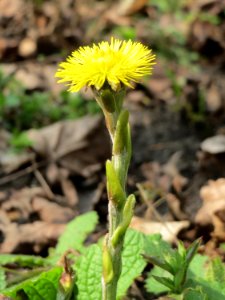 20150406Tussilago_farfara2