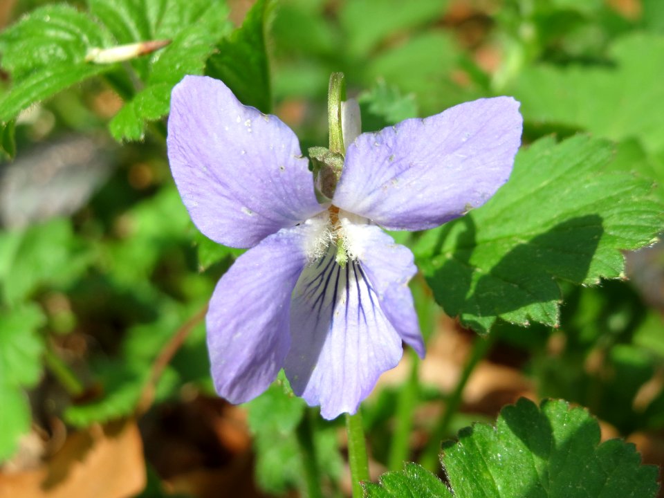 20150418Viola_riviniana2