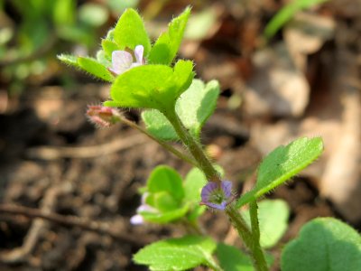 20150406Veronica_hederifolia1