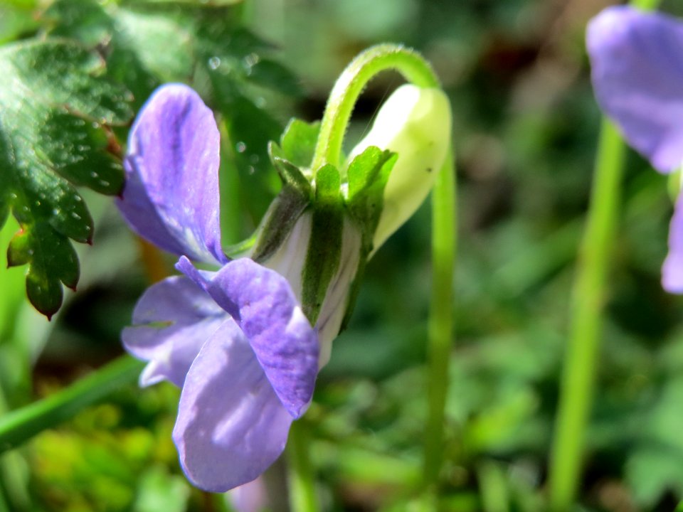 20150418Viola_riviniana7