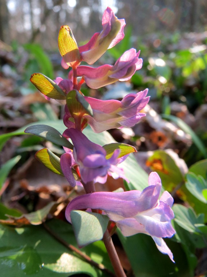 20150322Corydalis_cava4