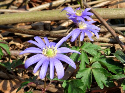 20150409Anemone_blanda5