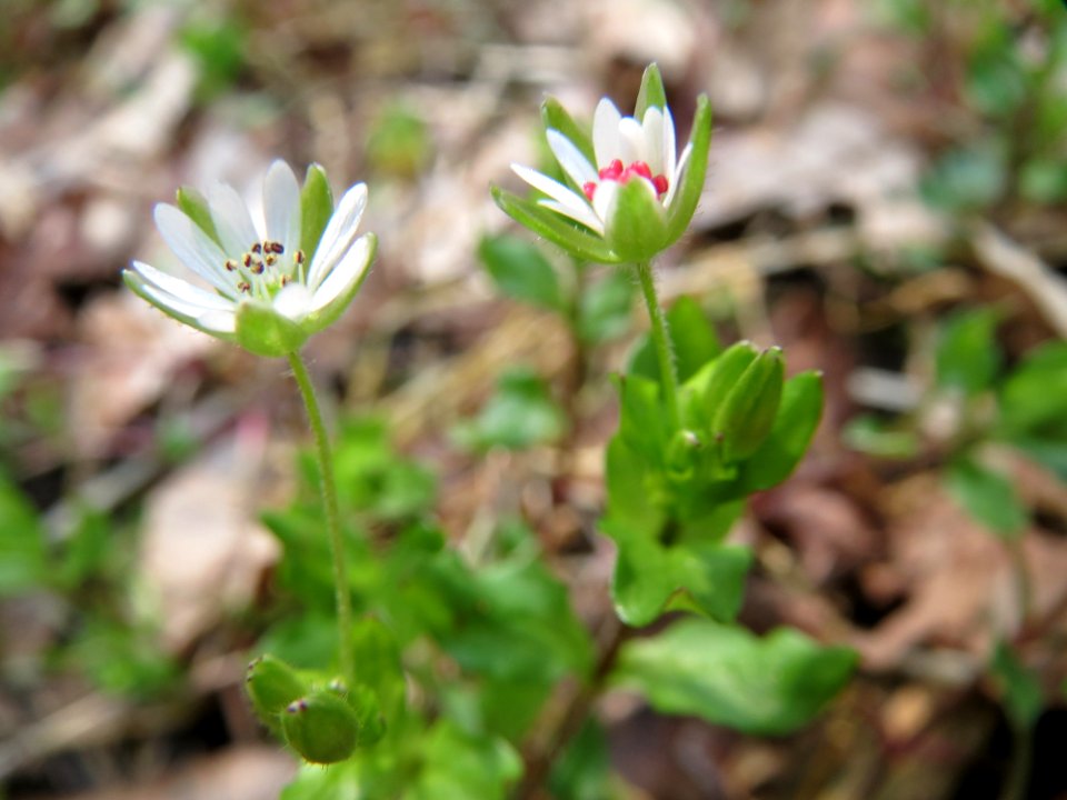 20150406Stellaria_nemorum5