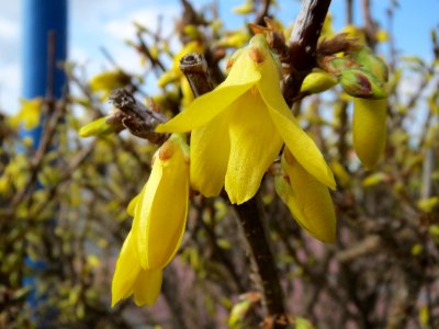 20150322Forsythia_x_intermedia3