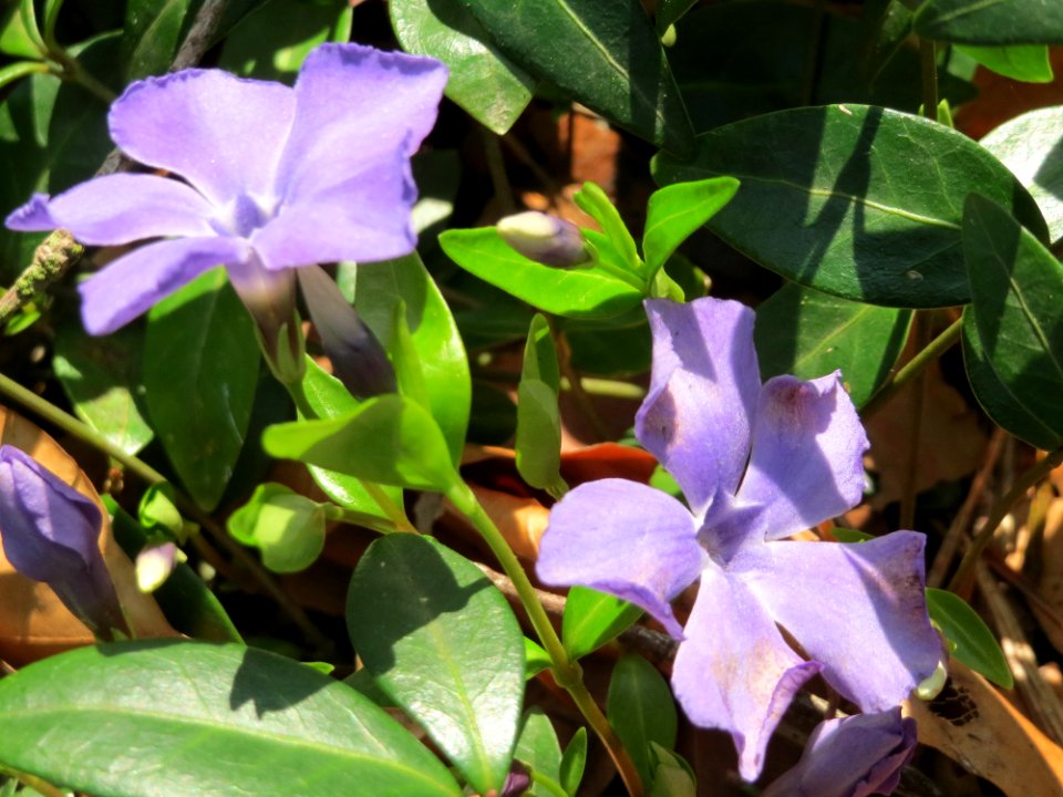 20150406Vinca_minor1