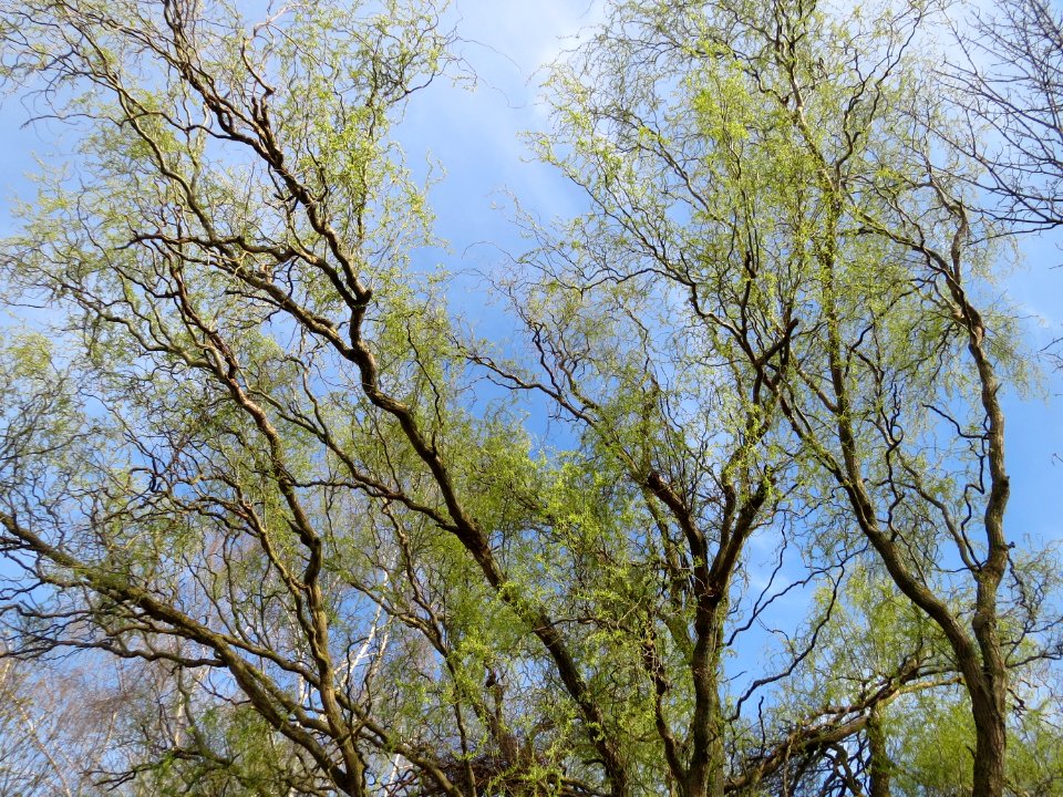 20150407Salix_matsudana_tortuosa4