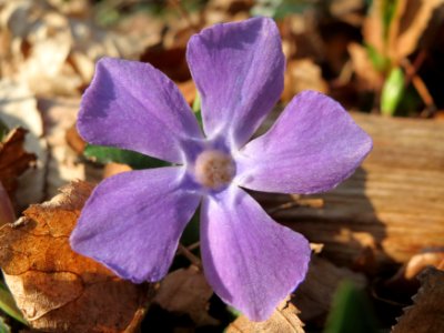 20150322Vinca_minor3