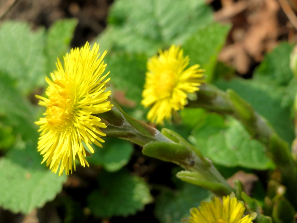 20150406Tussilago_farfara1