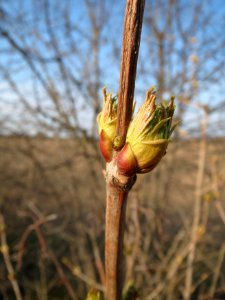 20150322Viburnum_opulus1